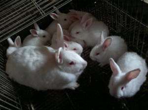 Foto dels conillets amb 28 dies de vida